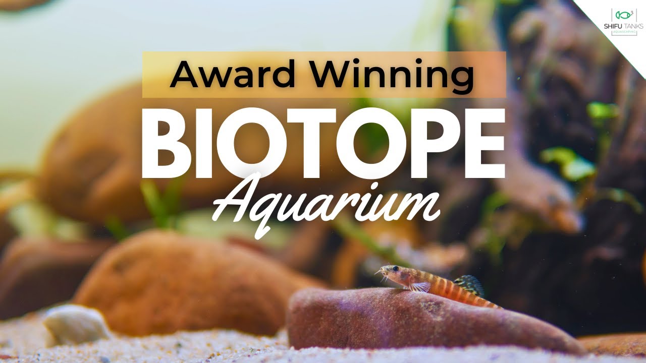 Indian Biotope Aquarium Setup - Periyar River | Biotope Aquarium Contest 2023