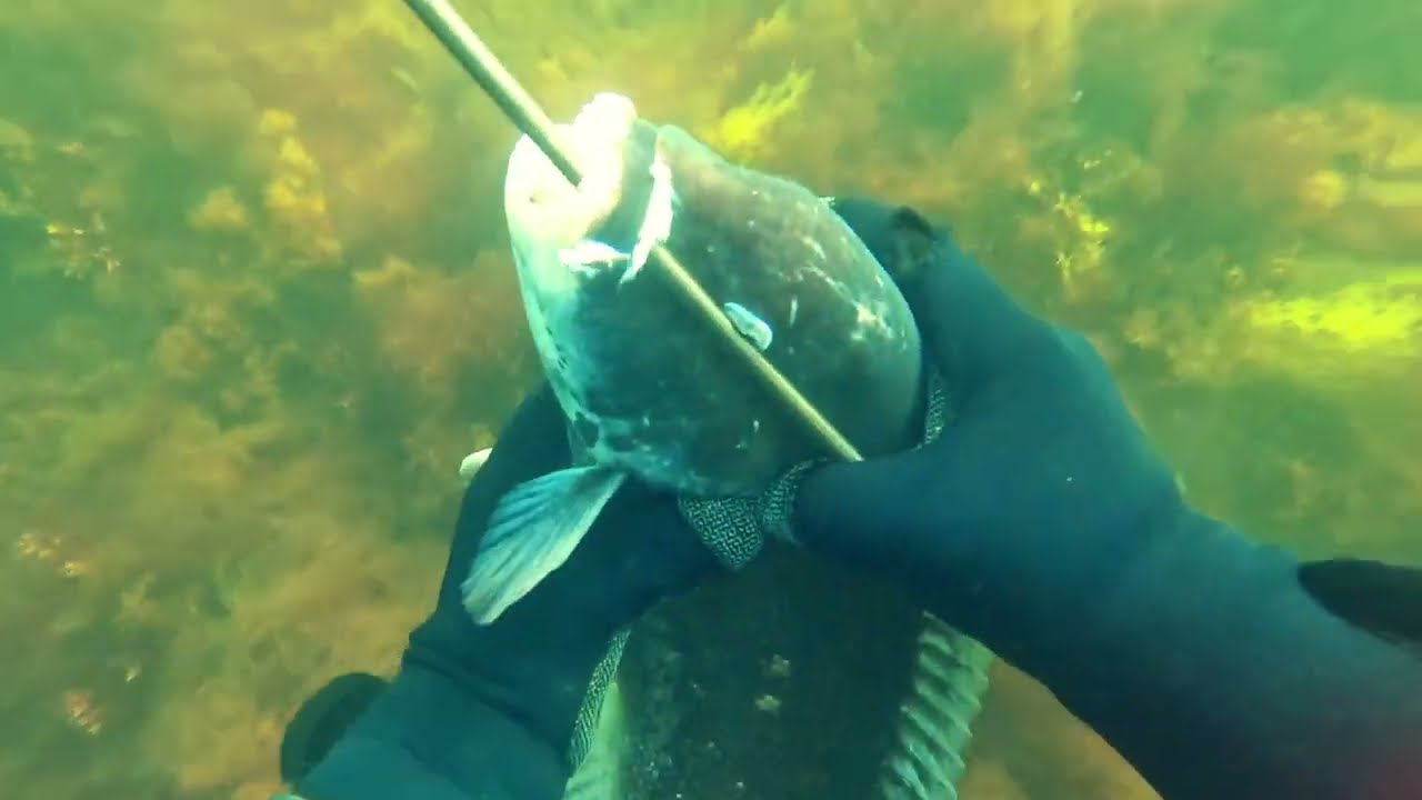 Spearfishing - Tog Heaven