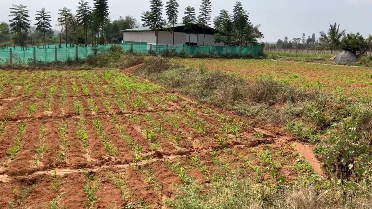1 acre Farm land in Ghati Doddaballapur