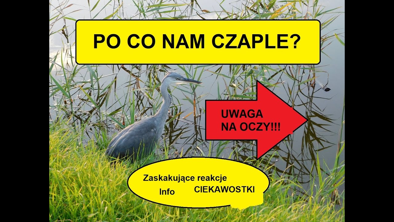 Czaple potrafią zaskoczyć