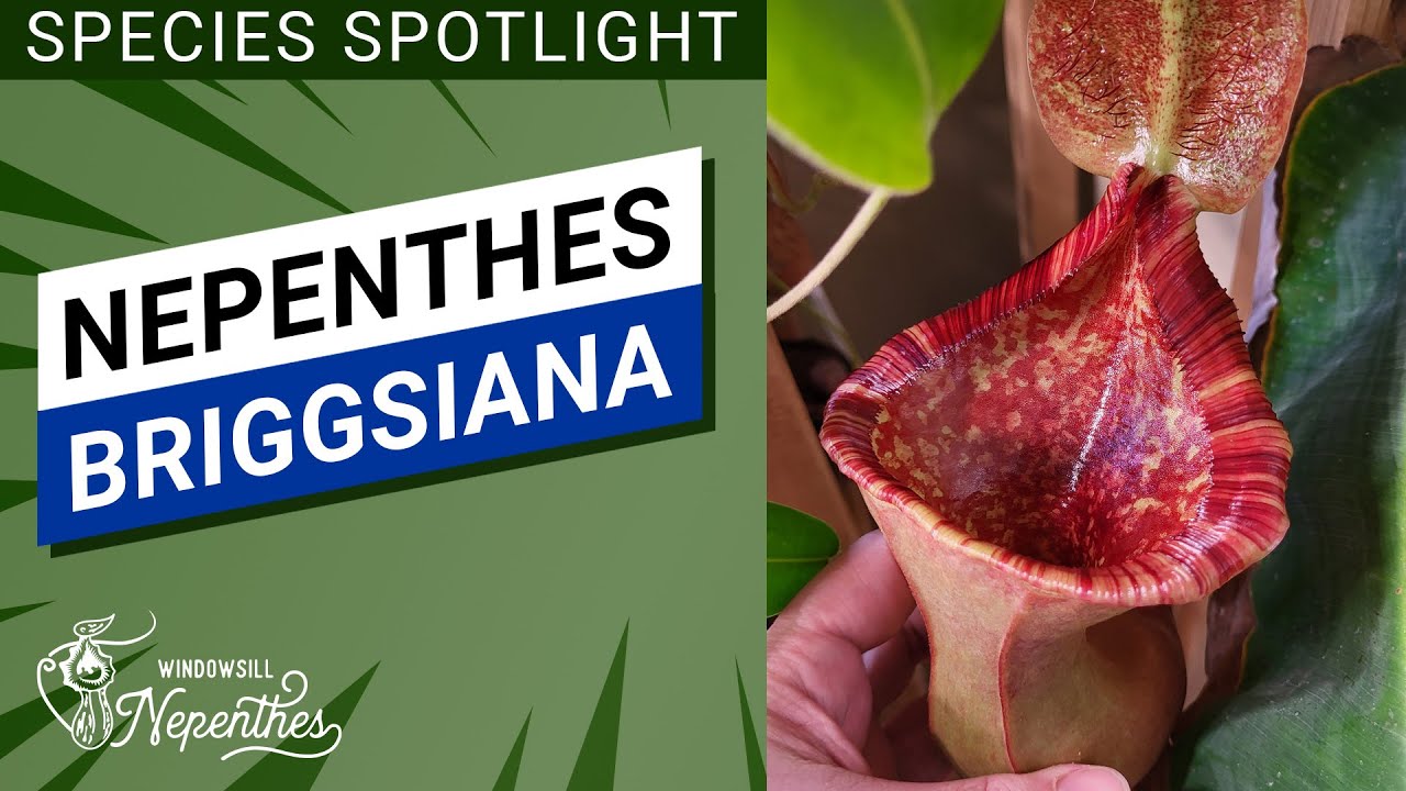 Вид в центре внимания — Nepenthes briggsiana (Непентес бриггсиана, легко выращиваемый для подокон...