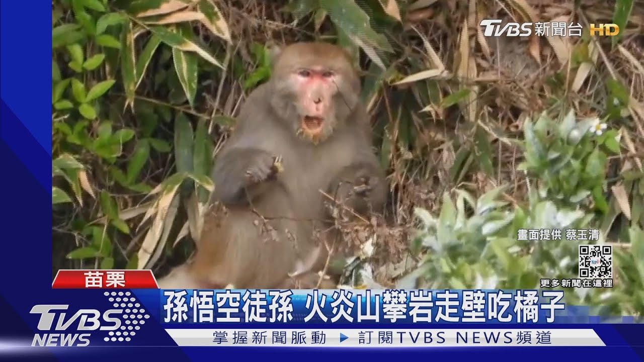 猴子才這樣! 孫悟空徒孫 火炎山攀岩走壁吃橘子｜TVBS新聞