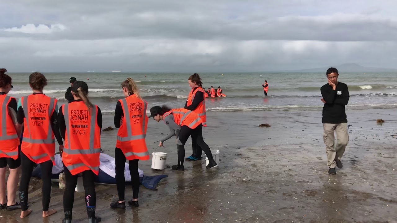 How to save a whale or a dolphin? Project Jonah, New Zealand www.oylayouthscience.com.com