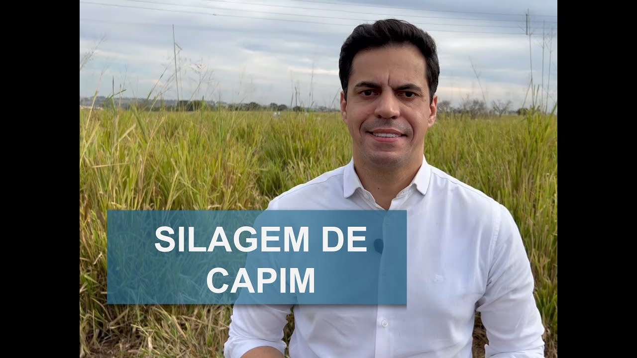 VALE A PENA FAZER SILAGEM DE CAPIM ?