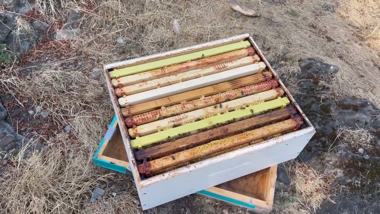 Beekeeping for profit & honey on Vancouver Island. Vlog 2. Manipulating beehives for more comb