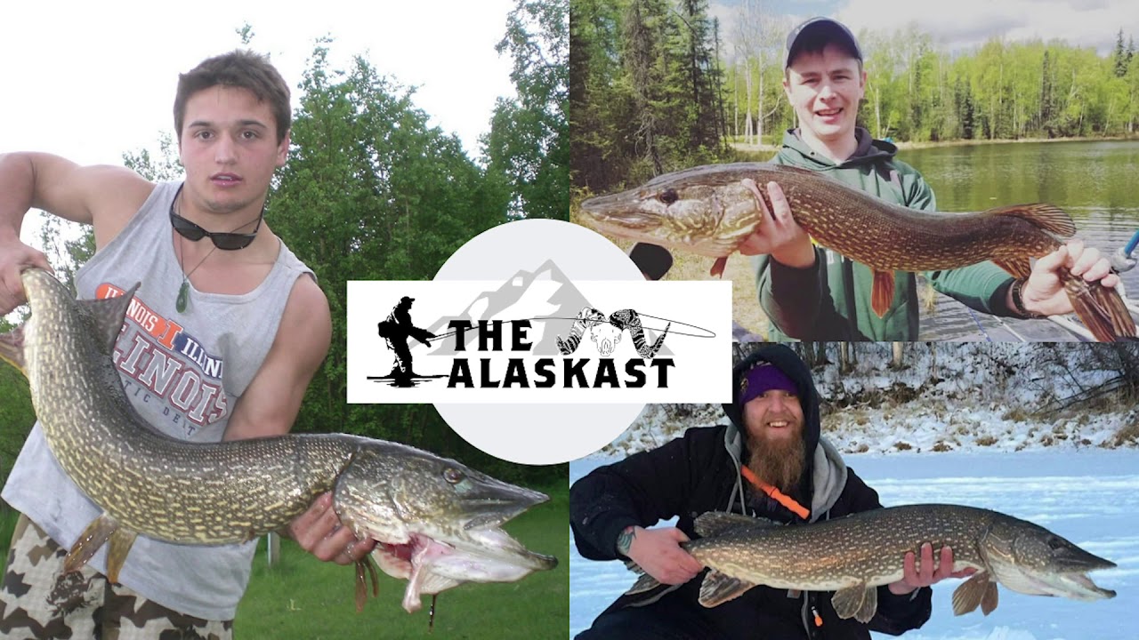 The Alaskast Episode 5: How to Pike fish Alaska With Gavin Gaffney