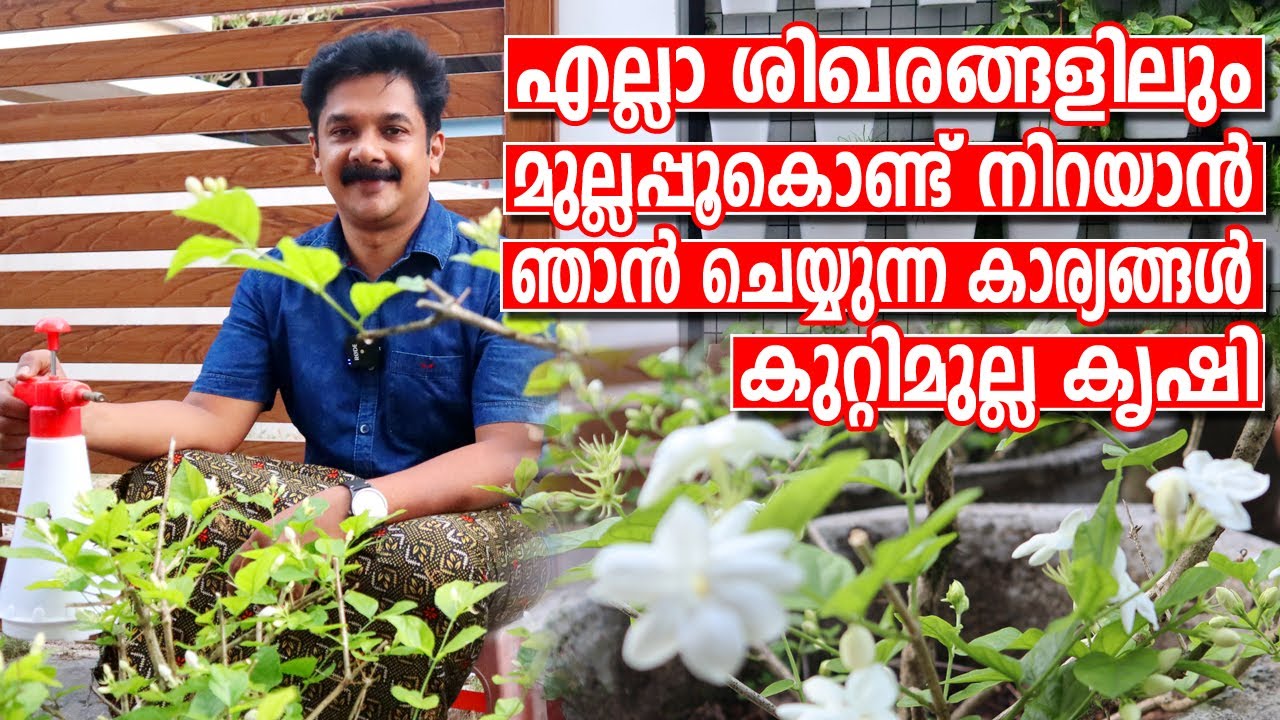 Jasmine Farming Malayalam | മുറ്റം നിറയെ മുല്ലപ്പൂകൊണ്ടു നിറയാൻ ഈ ചെറിയ കാര്യങ്ങൾ ചെയ്താൽ മതി