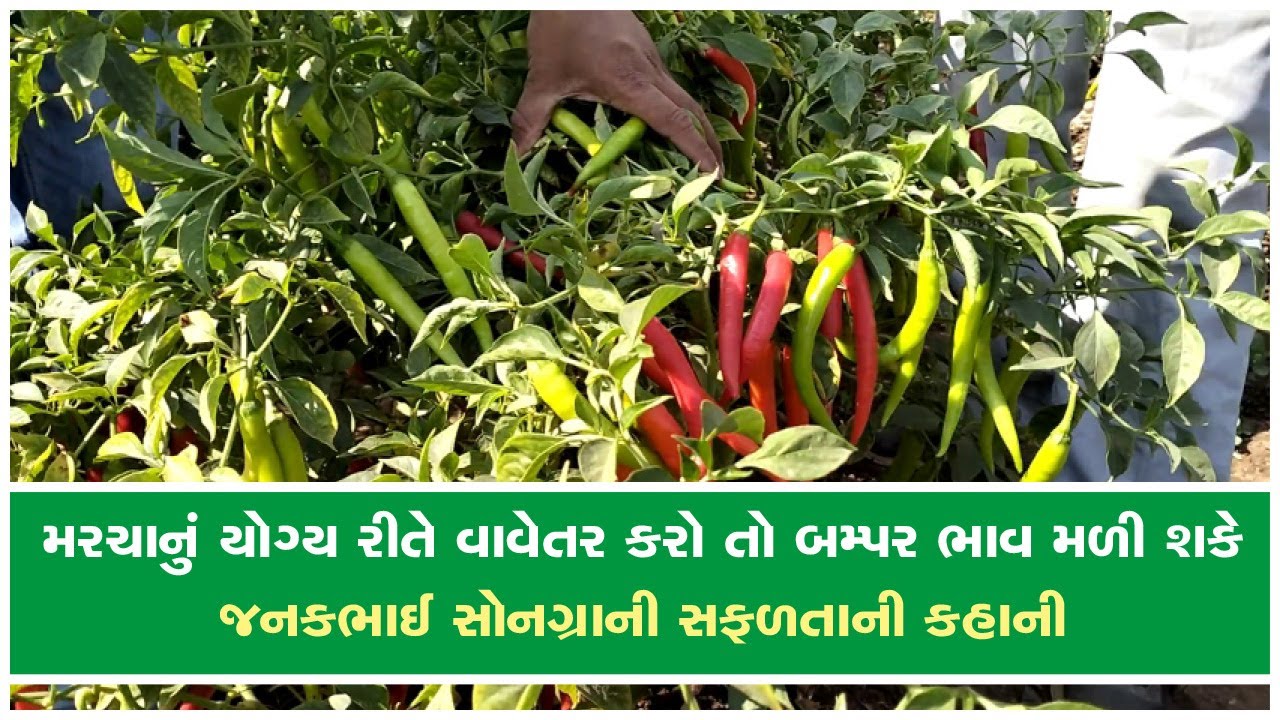 ક્યાં સમયે વાવેતર કરો તો લીલા અને લાલ બન્ને મરચાનું સારૂ ઉત્પાદન અને ભાવ મળે?