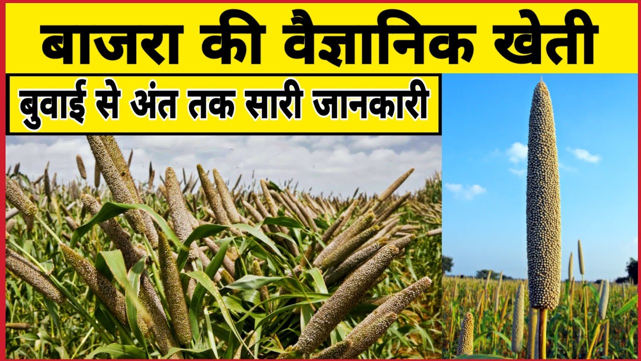 बाजरा की वैज्ञानिक खेती - बुवाई से अंत तक | Bajra ki kheti kaise kare | Bajre ki kheti kaise kare |