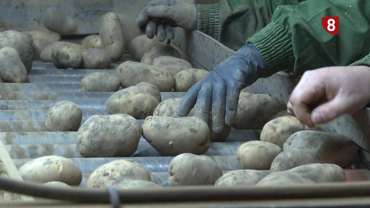 'Campo Palentino' (22-1-2026)