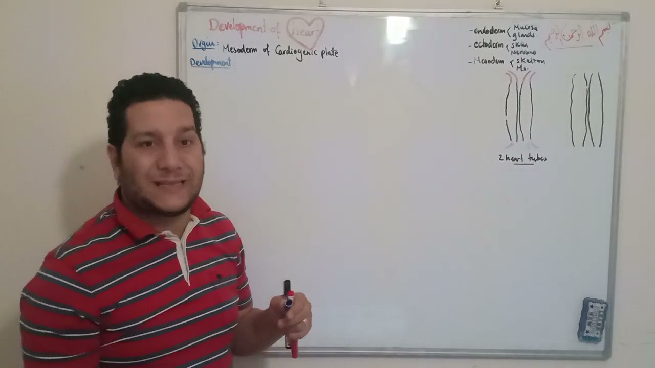 (Cardiopulmonary Embryology 1): Development Of The Heart 1 by Dr. Khaled Awad.