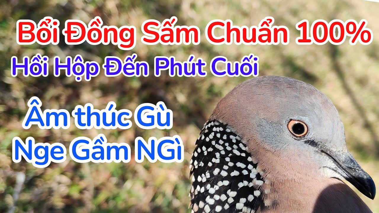 Chim Cu Gáy Trinh Phục Bổi Đồng Sấm Chuẩn Âm Đồng Sấm 100% Bổi Nổi Lập Công
