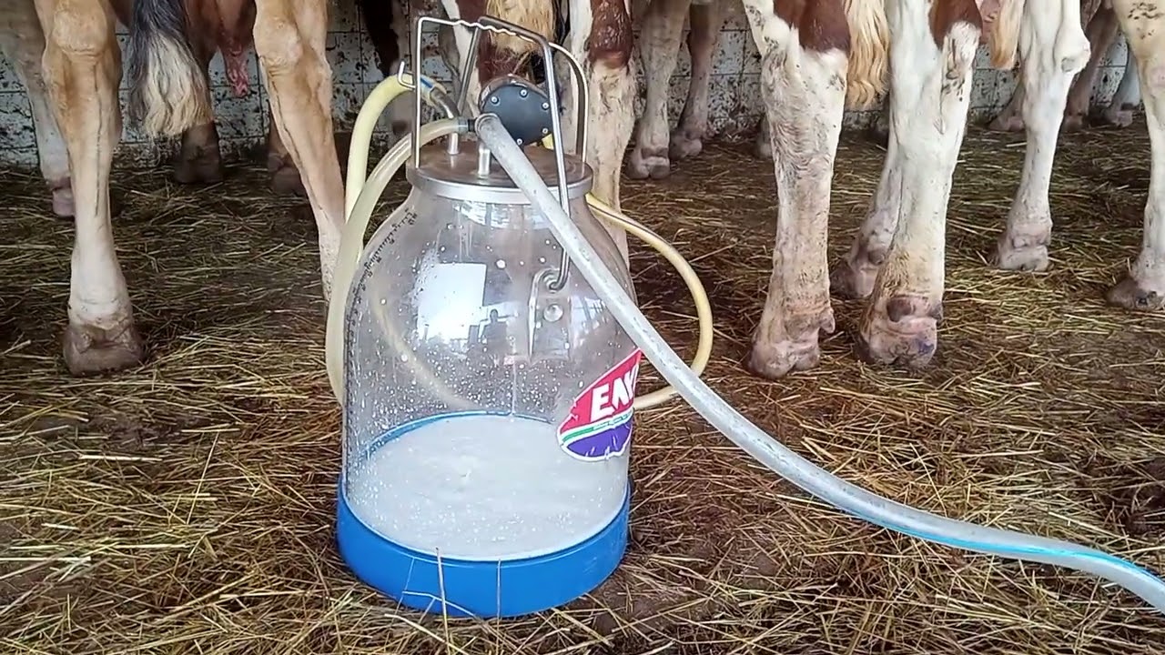 MACHINES A TRAIRE AU MALI UNE FERME LAITIERE PILOTE