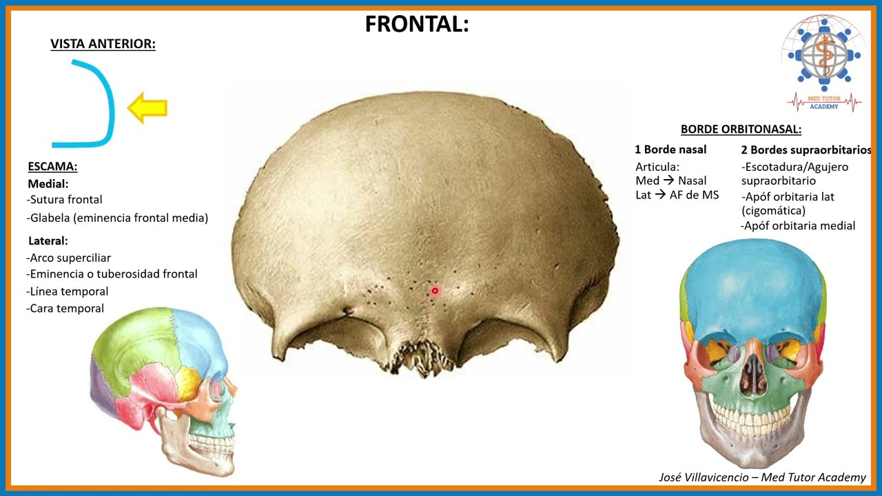 HUESOS DEL CRÁNEO PARTE 1 - FRONTAL