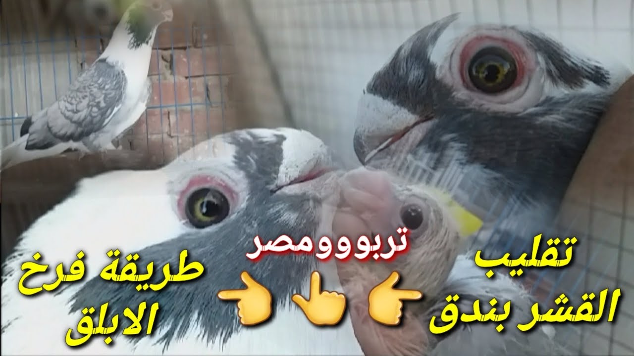 تقليب الابلق القشر بندق 👌وازاى تكمل النواقص فى الفرخ😉الكلام عملى وليس شفوى🤓