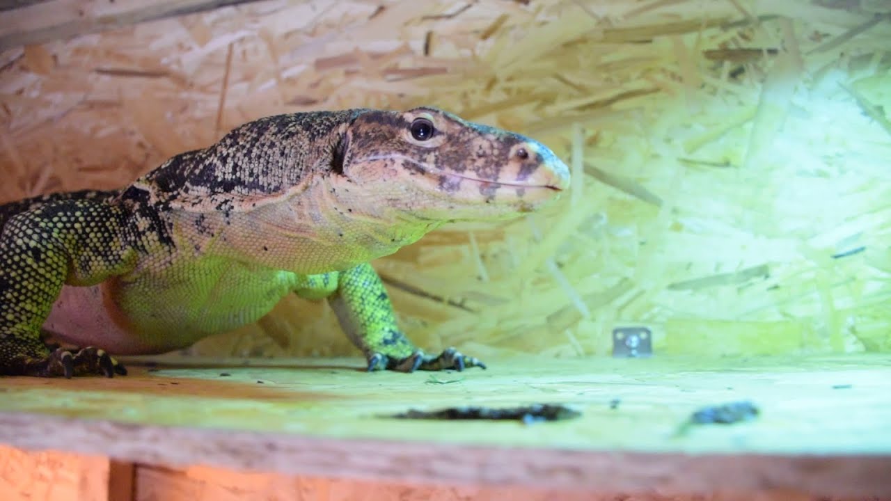 Водяной Варан Сальватор\ Varanus Salvator