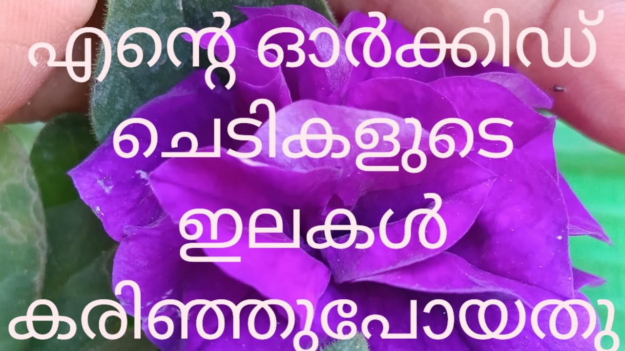 പൊള്ളുന്ന വെയിൽ ആണ് പക്ഷെ റോസാചെടികളെ ഞാൻ മാറ്റിവെക്കില്ല 😁👍❤️