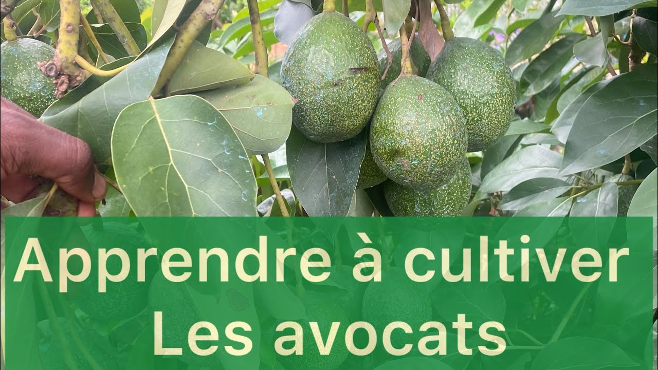 Voici pourquoi tous les vergers D’avocat échouent en Afrique !
