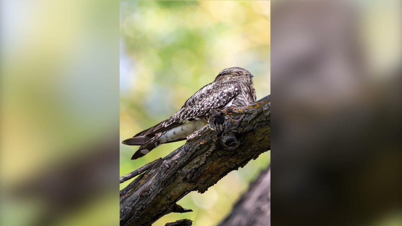 Bird Photography: Malheur Wildlife Refuge - June 2025