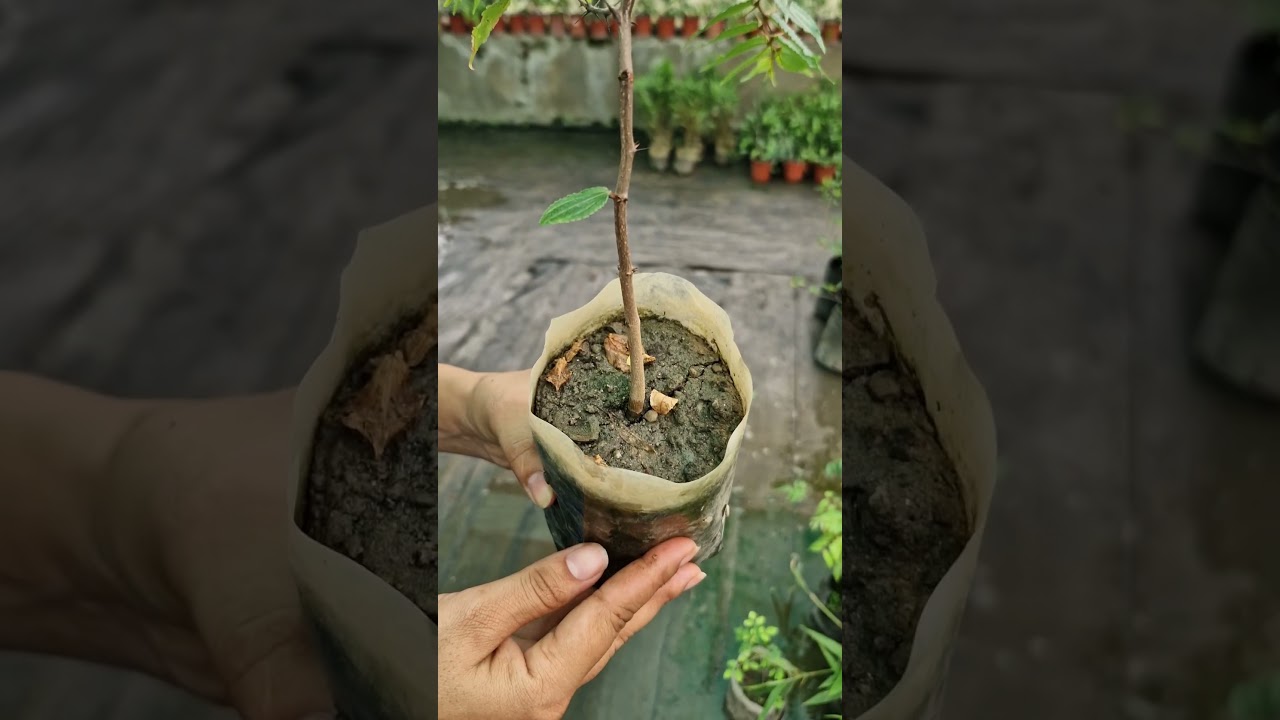 Discover the Tranquility of the Buddha Chitta Plant! 🌿  #iamthegardener #buddhachittaplant
