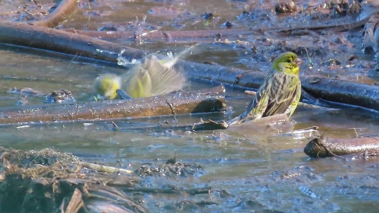 Canario de monte bañándose en un charquito....Serinus canaria
