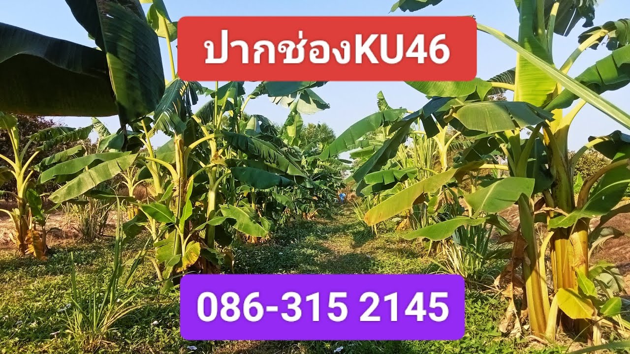 #กล้วยน้ำว้าปากช่องKU46 0863152145 กล้วยน้ำว้าสายพันธุ์ใหม่ อายุ 8 เดือน #ปากช่องเคยู46 #ปากช่องKU46