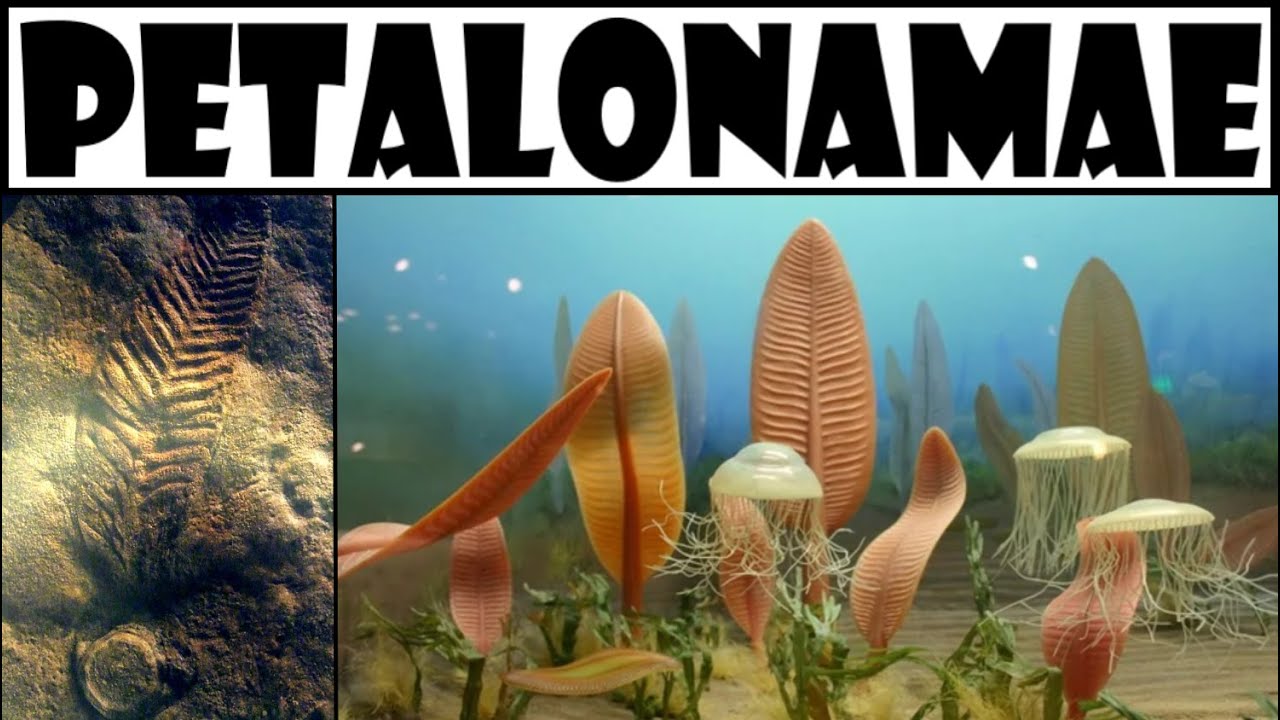 A N&ouml;v&eacute;nyszerű &Aacute;llatok? - Petalonamae T&ouml;rzs