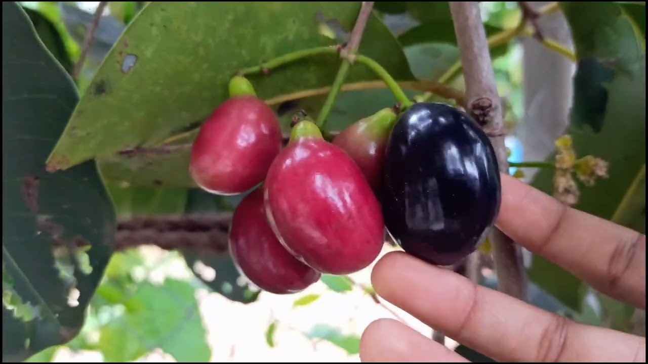 Thai king naval (king of jamun varieties) #littleprincessgarden #naval #jamun #fruit