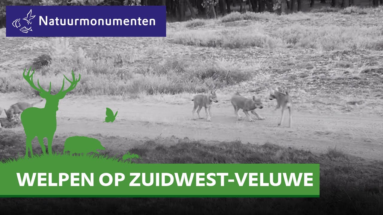Welpen op Zuidwest-Veluwe | Wolf Blog | #9
