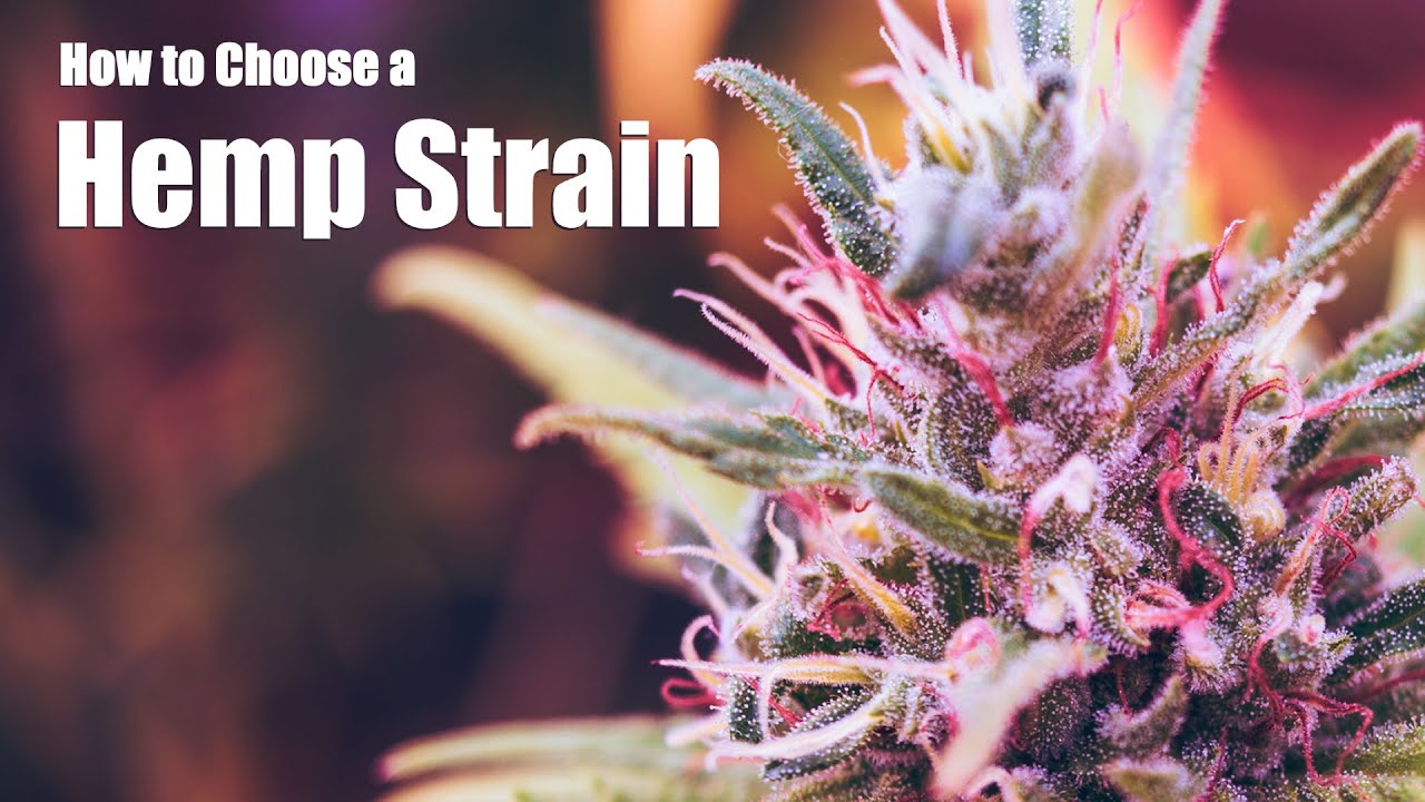 How to Choose the Right Hemp Strain for You