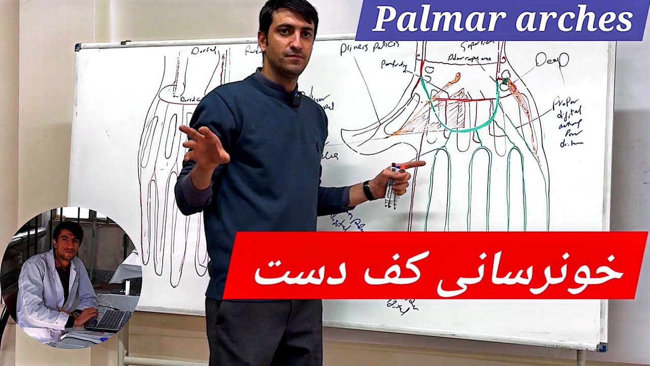 Palmar Arches Anatomy | قوس‌های شریانی کف دست و اهمیت بالینی