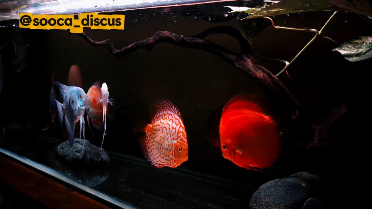 Ketenangan, Harmoni Dan Damai Ketika Berada Di Depan Tank Discus #soocadiscus