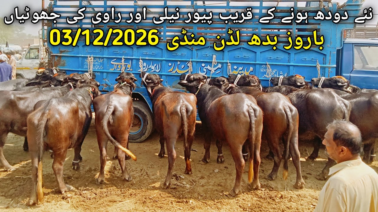 #baffalo #foryou #viral #پیور نیلی اور راوی کی جھوٹیاں #punjabimundapunjabi1122 