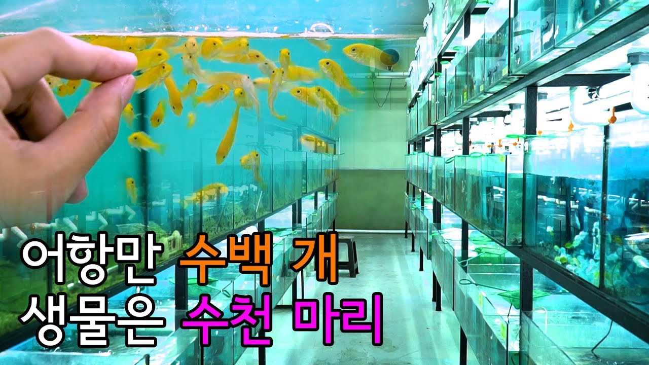 열대어를 좋아하는 사람에게 천국과도 같은 곳 / 열대어 직판장 방문기