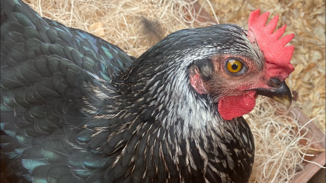 Our Chickens Spent the Night Alone — Here’s What We Came Home To!