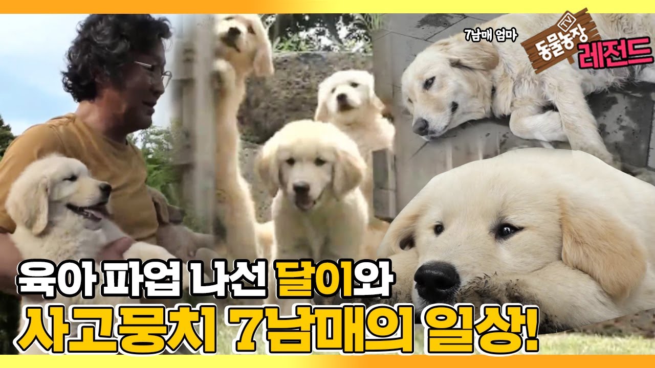 [TV 동물농장 레전드] ‘바람 잘 날 없는 사고뭉치 리트리버 7남매!’ 풀버전 다시보기 I TV동물농장 (Animal Farm) | SBS Story