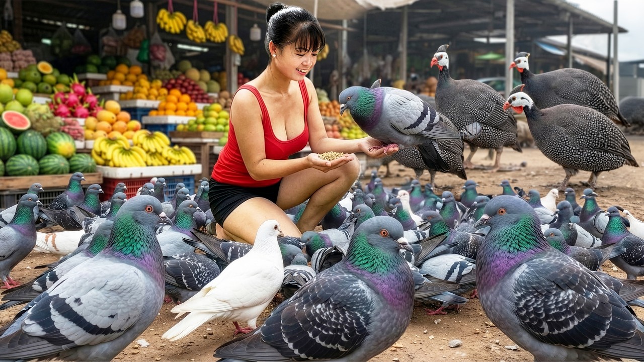[REWIND TIMELAPSE] Harvest Many Pigeons, Galeeny After 1 Years of Raising, Go To Market Sell