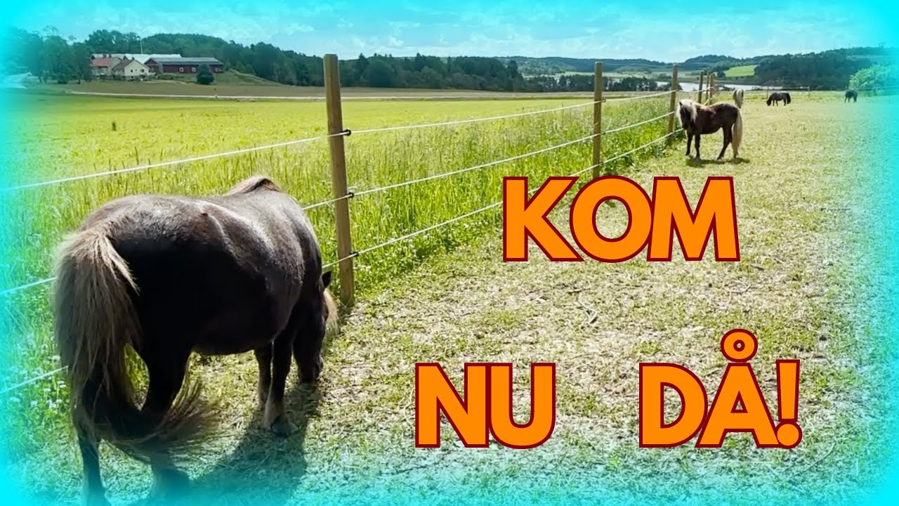 HJÄLP! VAR ÄR ALLA SHETTISFÖL?