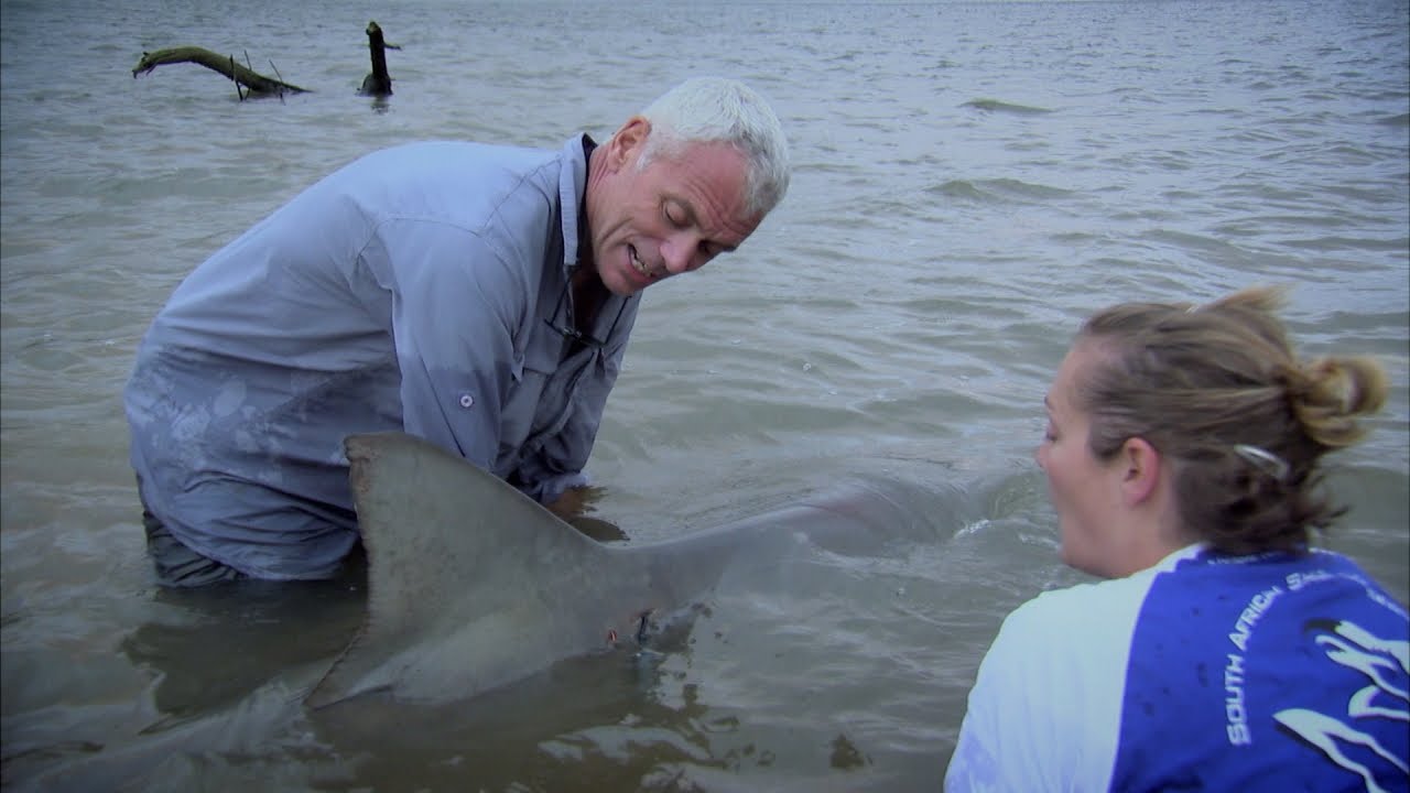 What Does Tagging Tell Us About Shark Behavior?