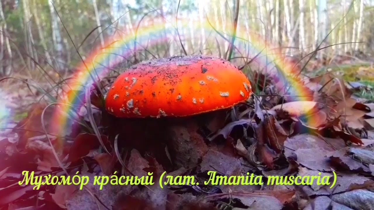 ЦАРСТВО ГРИБОВ!  Красный мухомор и опенок осенний в ноябре.