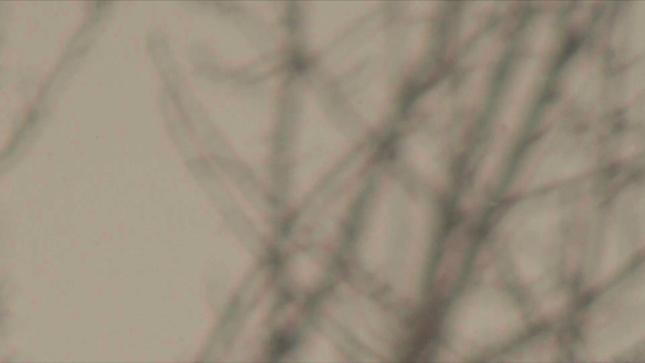 Enter the Trance | It already is  - (1hr) Healing Guitar Music - For Rest and Contemplation
