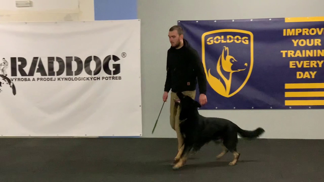 Trénink Goldog Brno