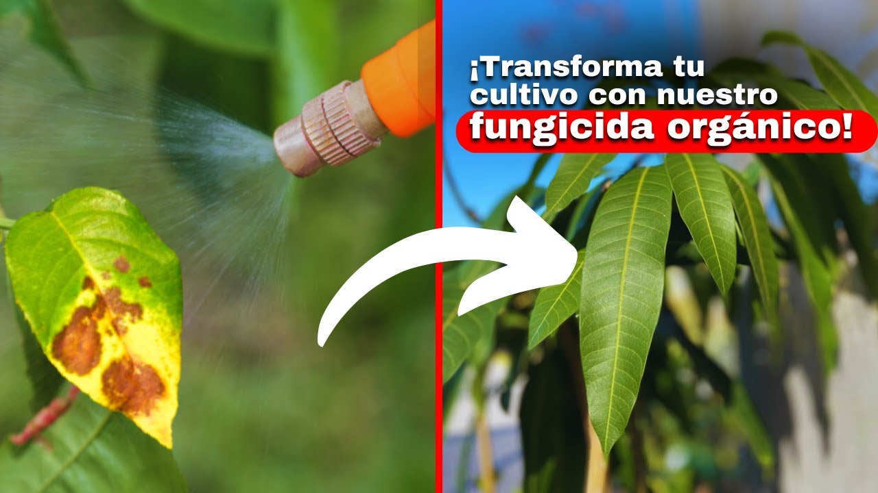 ¿Cómo hacer un EXELENTE Fungicida Orgánico? | fungicida caldo bordelés