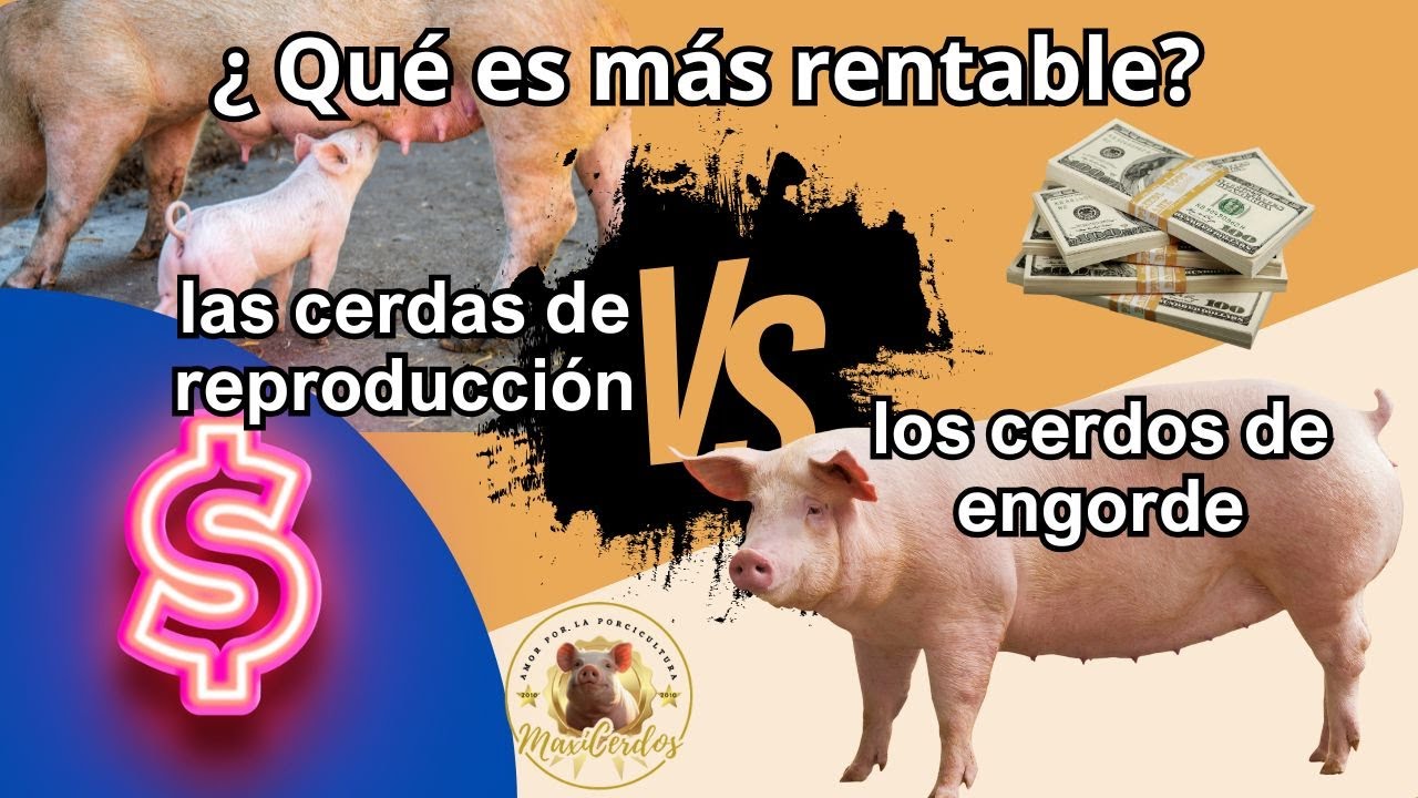 ¿Qué es más rentable, las cerdas de reproducción o los cerdos de engorde?