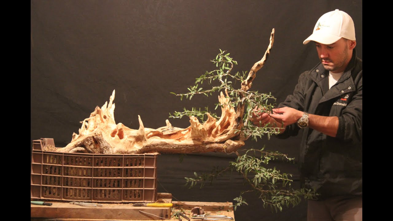 TRANSFORMANDO UM TOCO EM UM PRÉ BONSAI