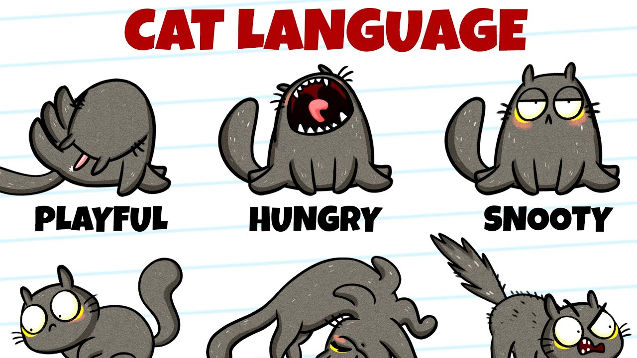 How To Understand Your Cat Better