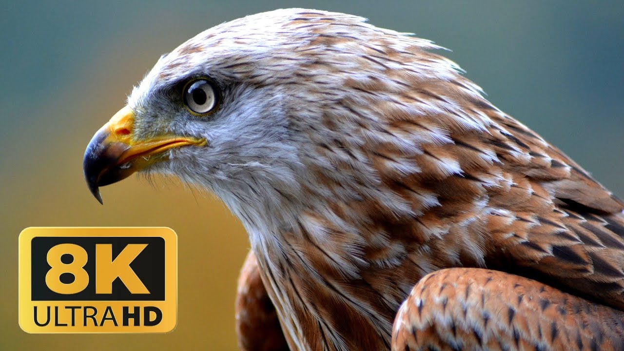 Eagle Braids Collection in 8K HDR Ultra HD