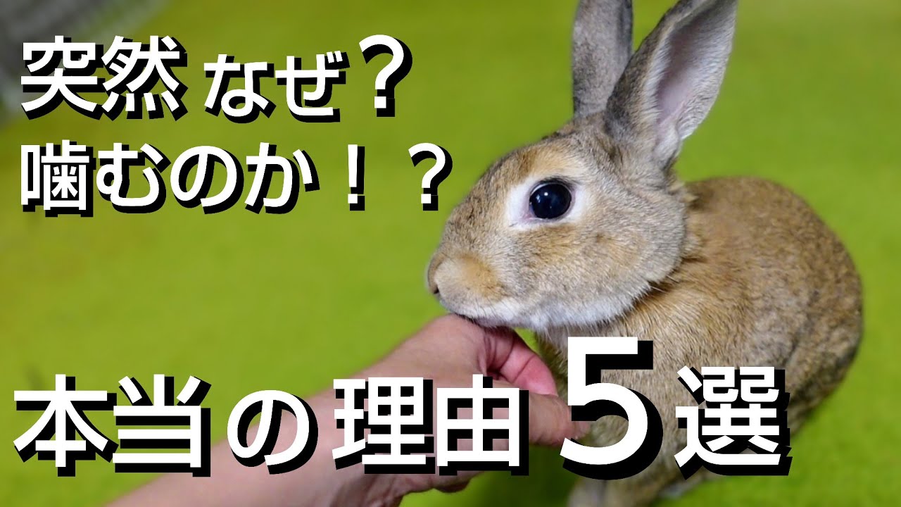 【徹底解説】10倍大好きになるうさぎが噛みつく５つの真実