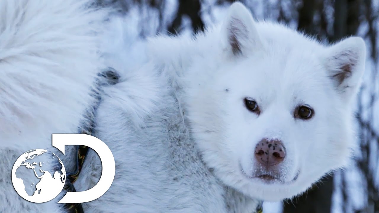 Training Husky Dog Puppies In Modern Alaska | The Last Alaskans
