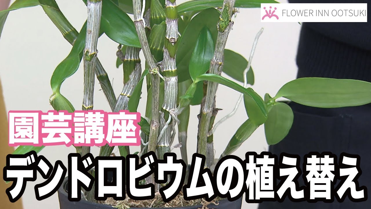 【園芸講座】デンドロビウムの植え替え テレビ 「楽しい花辞典」放映中 FLOWER-INN OOTSUKI